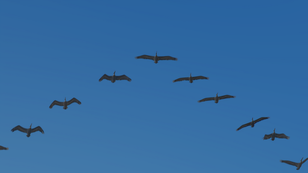 Bird migration in the sky
