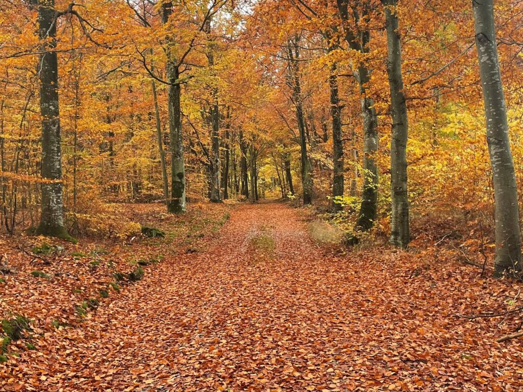 Forest in autumn colours